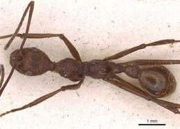 Image of Aphaenogaster phalangium Emery 1890