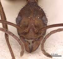 Image of Aphaenogaster phalangium Emery 1890