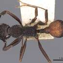 Image of Aphaenogaster relicta Wheeler & Mann 1914