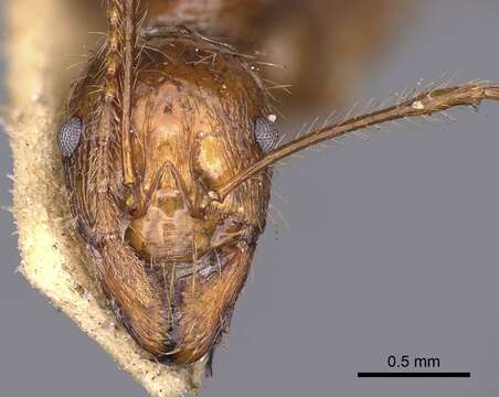 Слика од Aphaenogaster longiceps (Smith 1858)