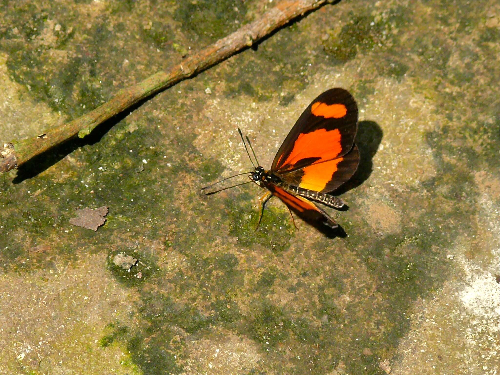 Image of Acraea uvui Grose-Smith 1890