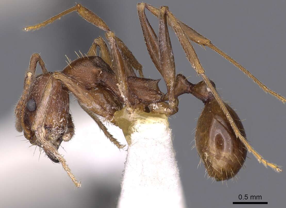 Image of Aphaenogaster huachucana Creighton 1934