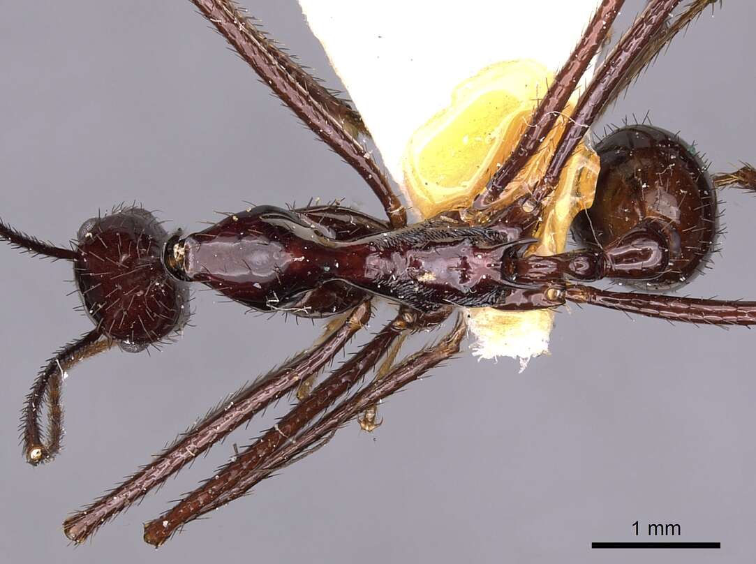 Image of Aphaenogaster dromedaria (Emery 1900)