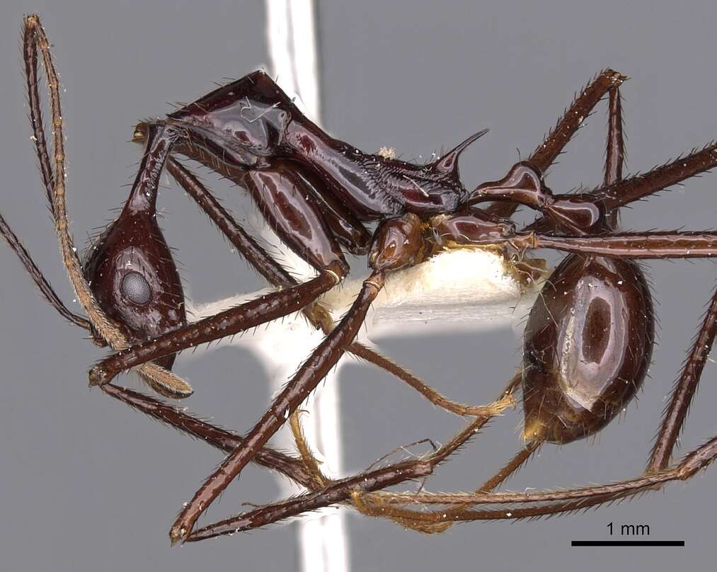 Image of Aphaenogaster dromedaria (Emery 1900)