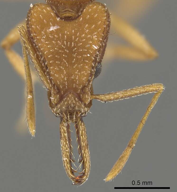 Image of Strumigenys anthocera Lattke & Goitia 1997