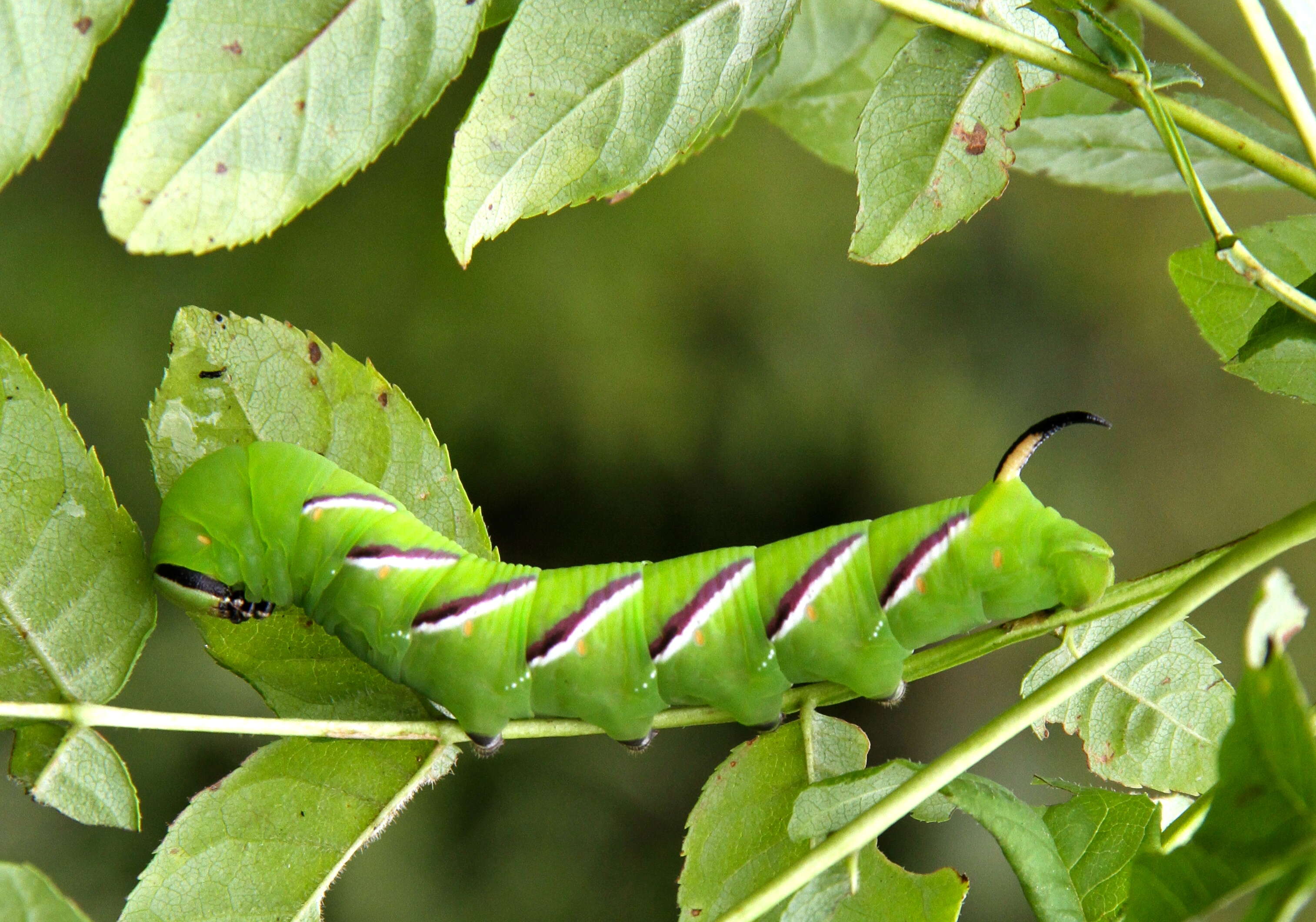 Image of privet hawk-moth