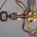 Image de Aphaenogaster perplexa Smith 1961