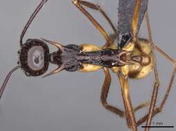 Image of Aphaenogaster perplexa Smith 1961