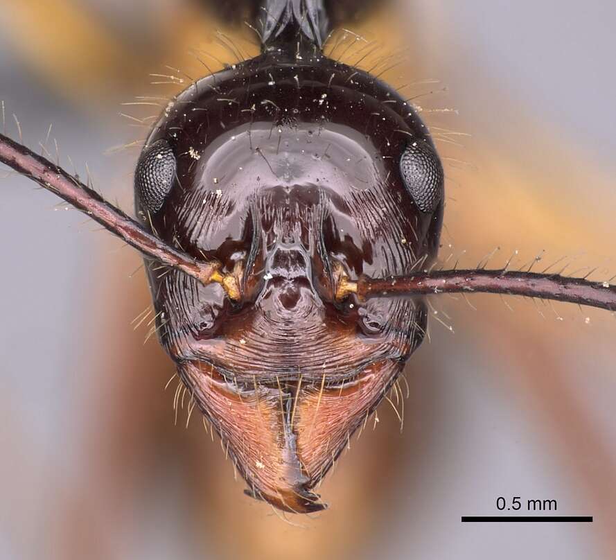 Image of Aphaenogaster perplexa Smith 1961