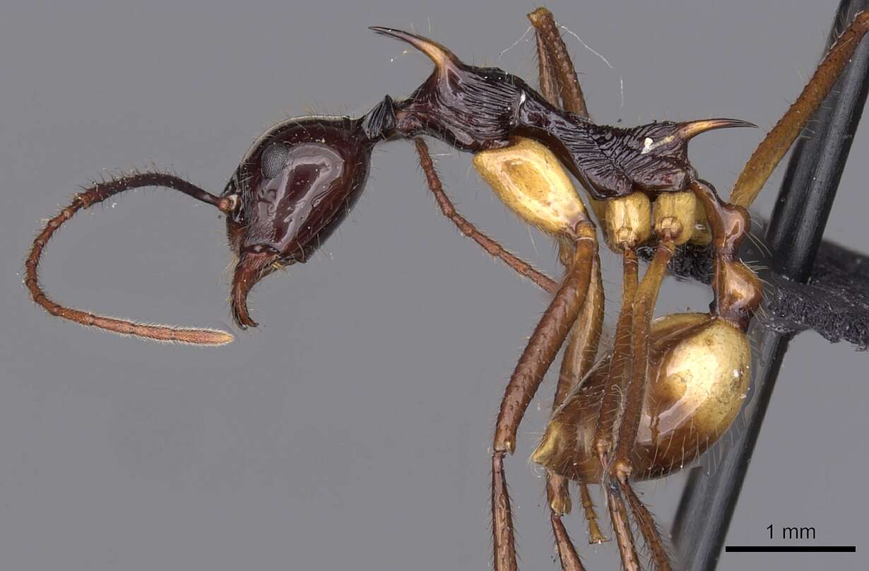 Image of Aphaenogaster perplexa Smith 1961