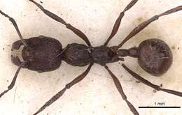 Image of Aphaenogaster tibetana Donisthorpe 1929