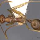 Image of Aphaenogaster cavernicola Donisthorpe 1938