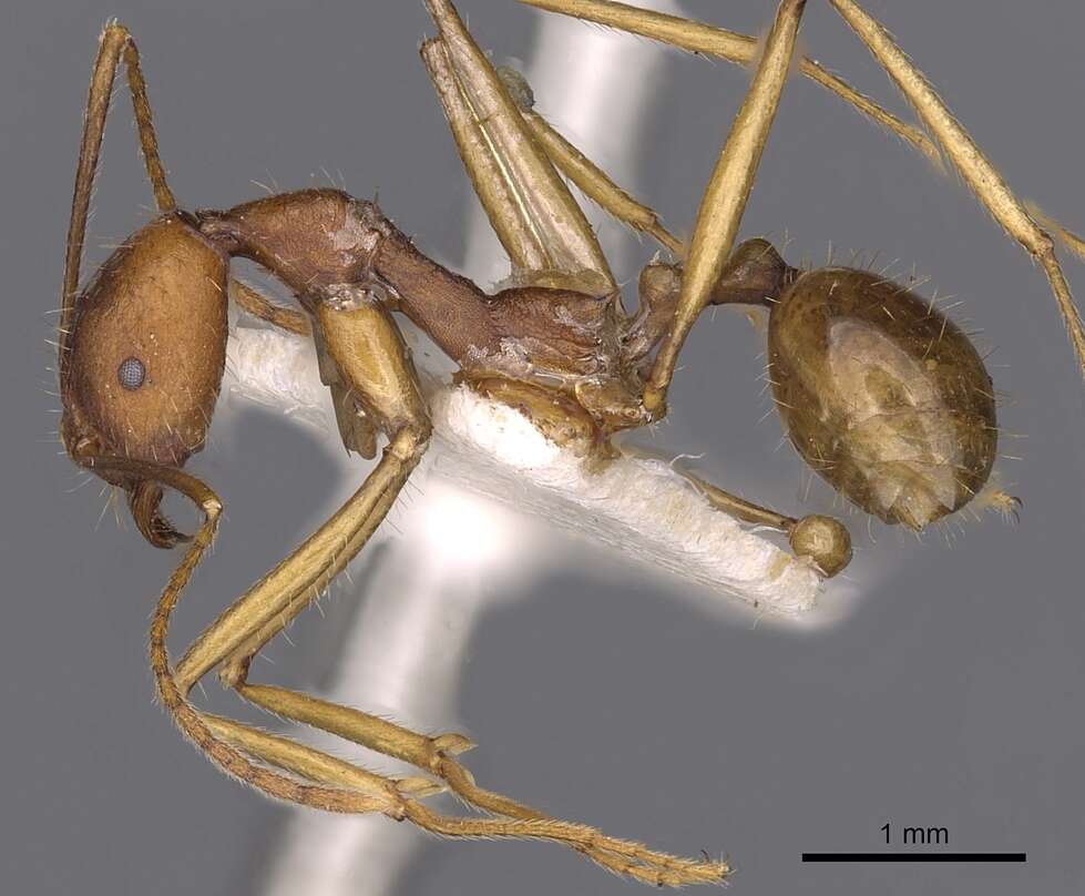 Image of Aphaenogaster cavernicola Donisthorpe 1938