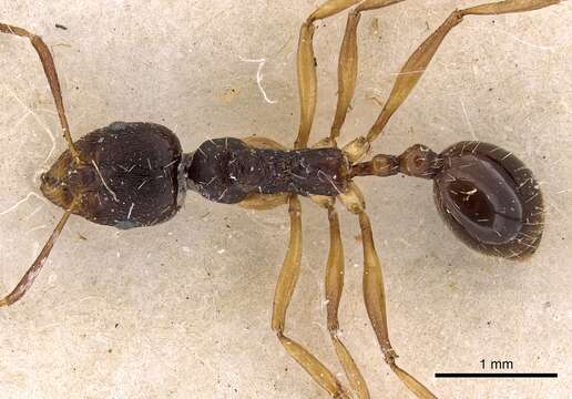 Image of Aphaenogaster beesoni Donisthorpe 1933