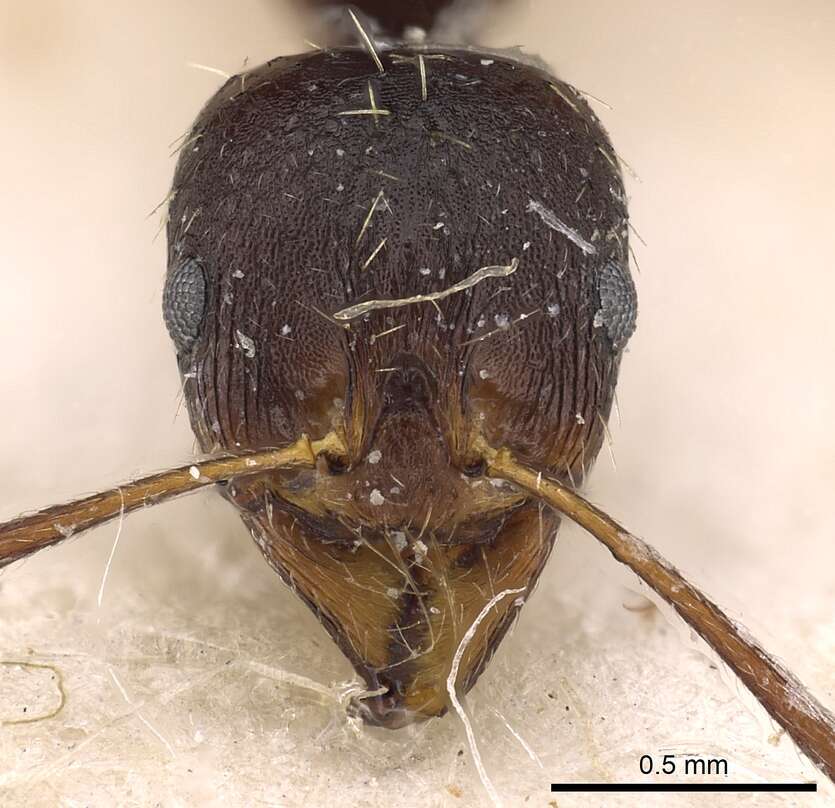 Image of Aphaenogaster beesoni Donisthorpe 1933