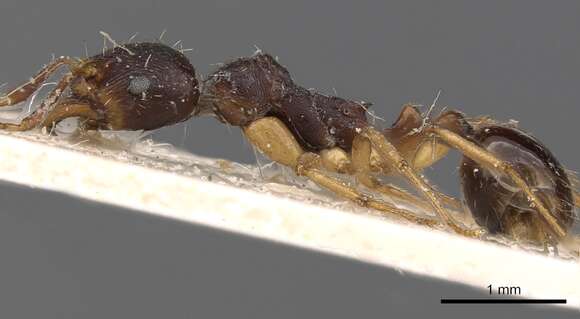 Image of Aphaenogaster beesoni Donisthorpe 1933