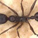 Image of Aphaenogaster famelica (Smith 1874)