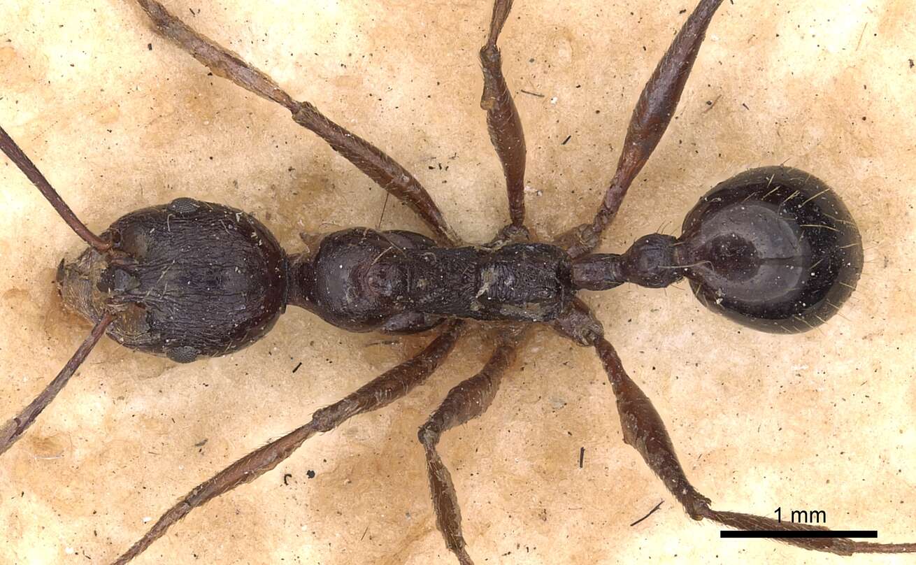 Image of Aphaenogaster famelica (Smith 1874)