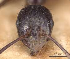 Image of Aphaenogaster famelica (Smith 1874)