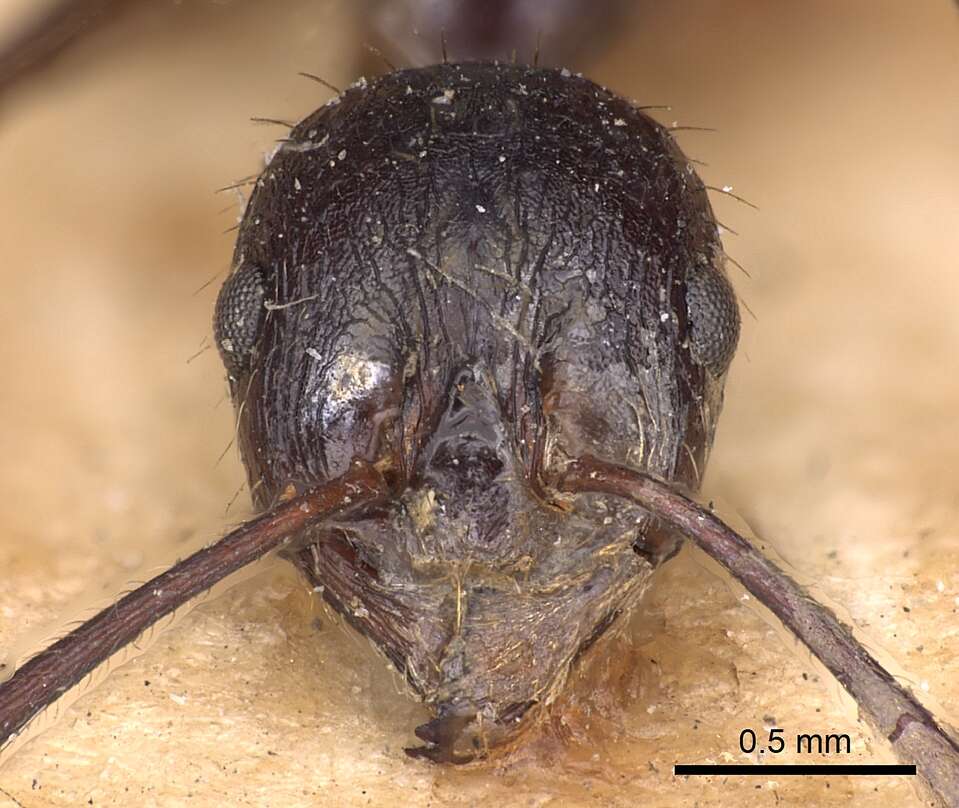 Image of Aphaenogaster famelica (Smith 1874)