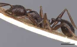 Image of Aphaenogaster famelica (Smith 1874)