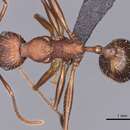 Image of Aphaenogaster geei Wheeler 1921