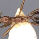 Image of Aphaenogaster fabulosa Arnol'di 1968