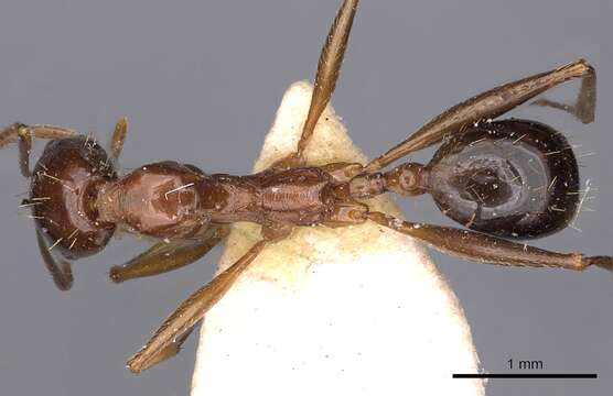 Aphaenogaster fabulosa Arnol'di 1968的圖片