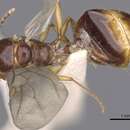 Image of Aphaenogaster burri (Donisthorpe 1950)