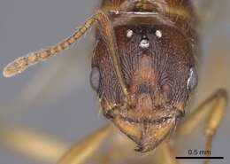 Image de Aphaenogaster burri (Donisthorpe 1950)