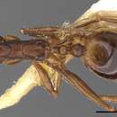 Image of Aphaenogaster depressa Bolton 1995