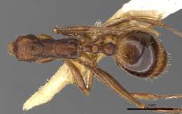 Image of Aphaenogaster depressa Bolton 1995