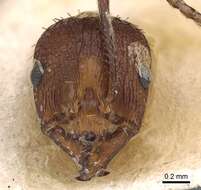 Image of Aphaenogaster depressa Bolton 1995