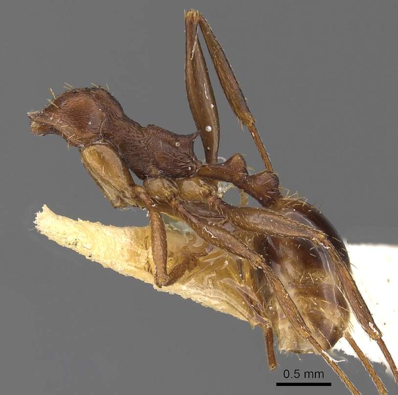 Image of Aphaenogaster depressa Bolton 1995