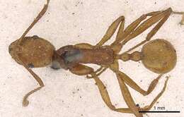 Imagem de Aphaenogaster sardoa Mayr 1853