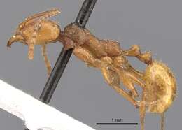 Image of Aphaenogaster sardoa Mayr 1853