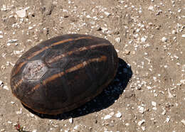 Image of Striped Mud Turtle