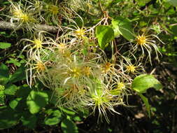 Image of Clematis glycinoides DC.