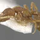 Image of <i>Strumigenys insolita</i> Bolton