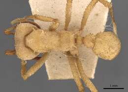 Image of Acromyrmex octospinosus (Reich 1793)