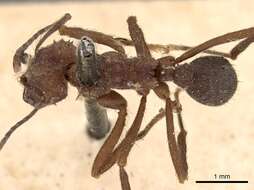 Image of Acromyrmex disciger (Mayr 1887)