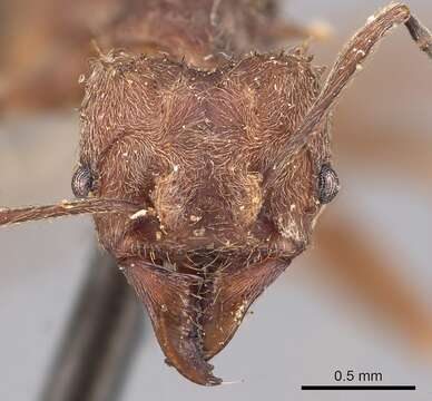 Image of Acromyrmex disciger (Mayr 1887)