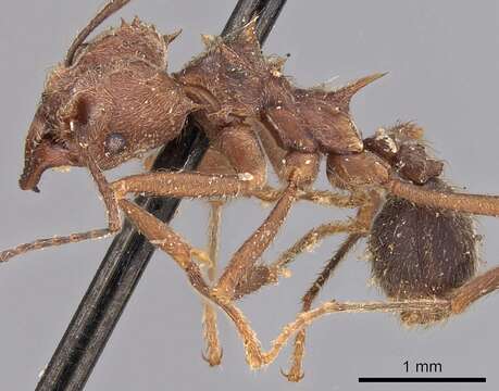 Image of Acromyrmex disciger (Mayr 1887)