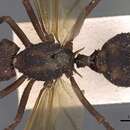 Image of Acromyrmex aspersus (Smith 1858)