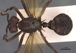 Image of Acromyrmex aspersus (Smith 1858)