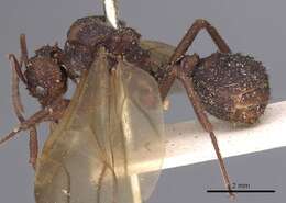 Image of Acromyrmex aspersus (Smith 1858)