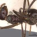 Image of Myrmicaria arachnoides (Smith 1857)