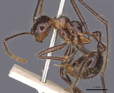 Image of Droptail Ants