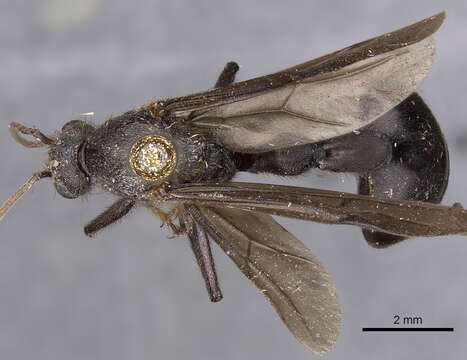 Myrmicaria opaciventris Emery 1893 resmi