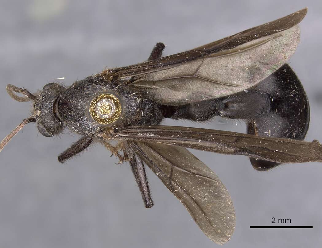Image of Myrmicaria opaciventris Emery 1893